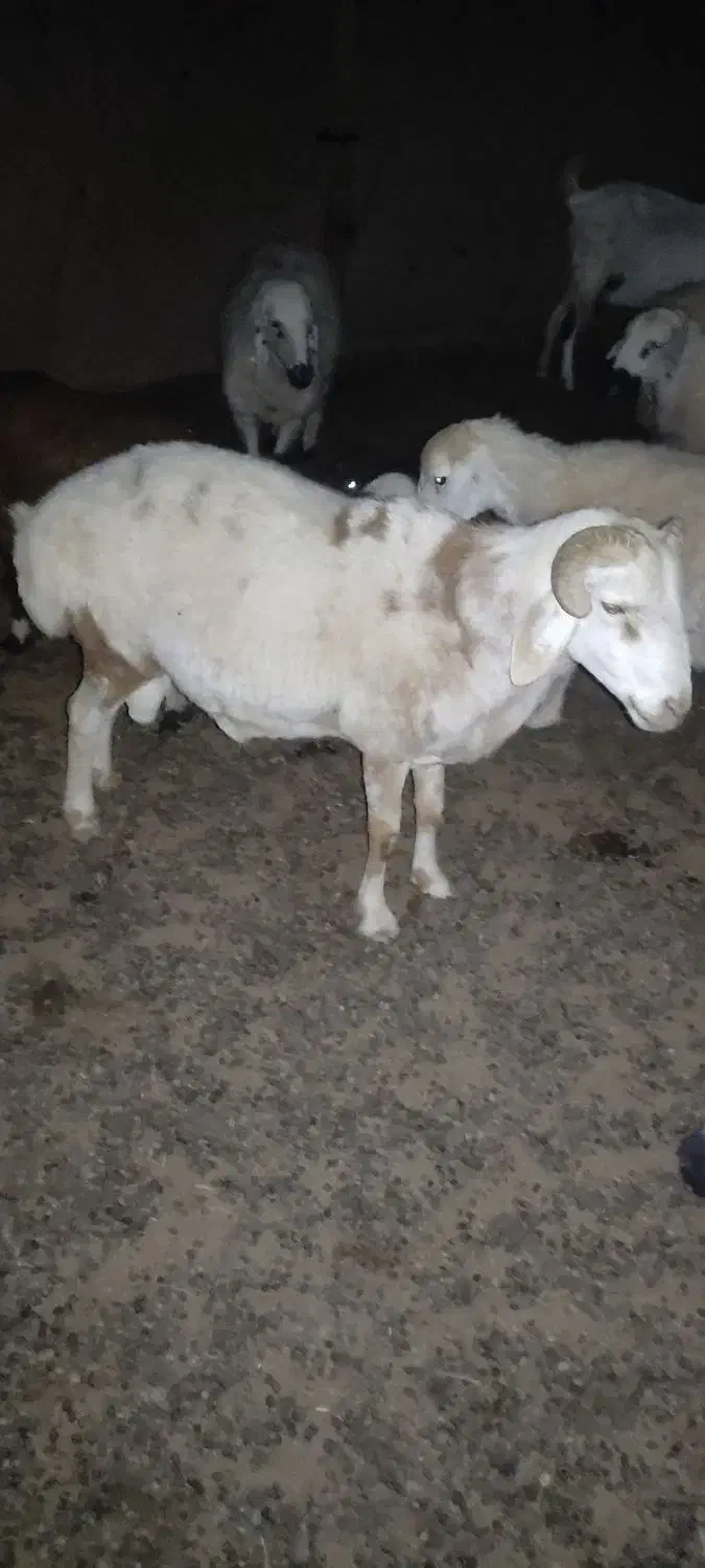 فروش قوچ|حیوانات مزرعه|جازموریان, |دیوار