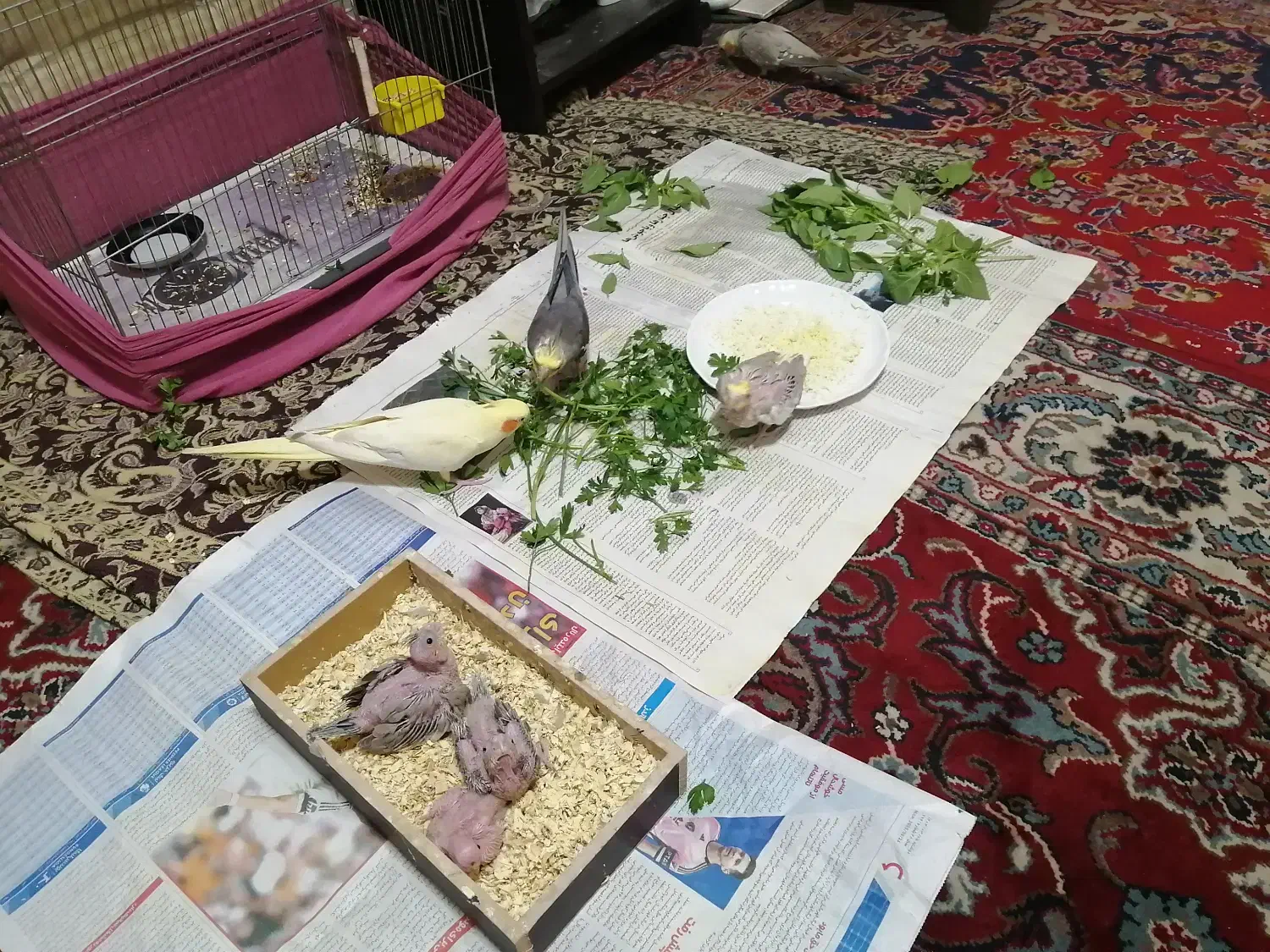 جوجه عروس هلندی 4روزه|پرنده|تهران, مولوی|دیوار