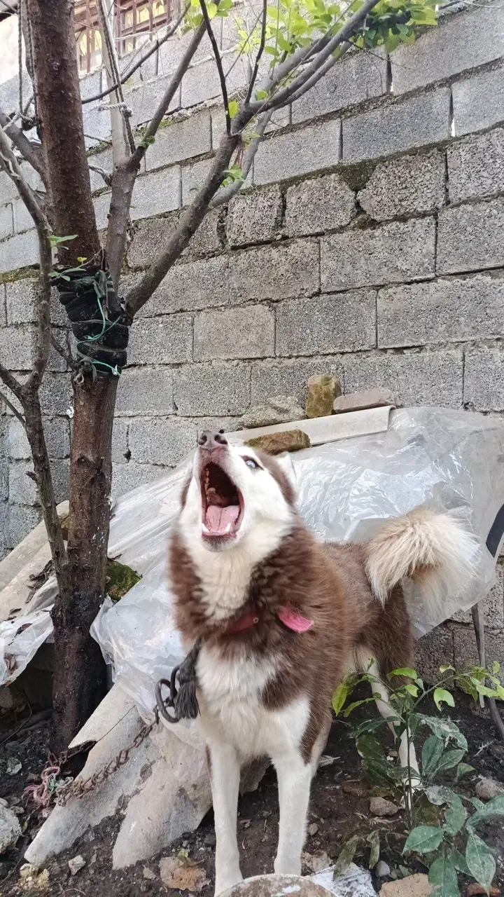 فروش سگ هاسکی پا کوتاه چش یخی با رنگ بدن قهوه اای|سگ|بابکان, |دیوار