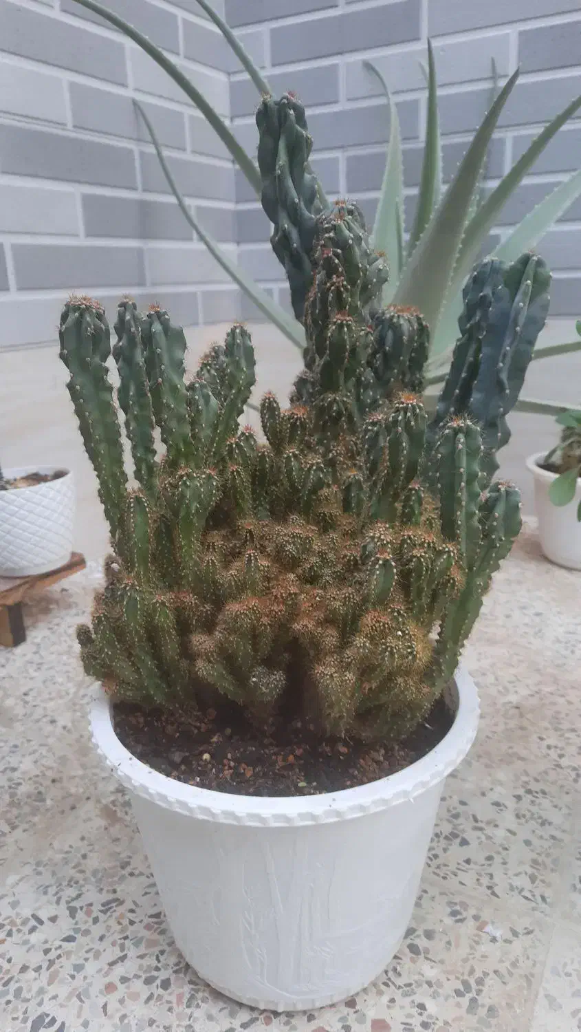 گل طبیعی|گل و گیاه طبیعی|آباده, |دیوار