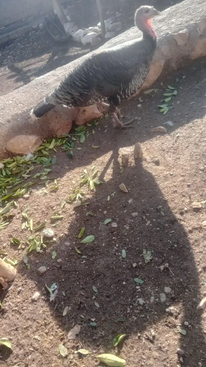 بوقلمون ماده|حیوانات مزرعه|اندیمشک, |دیوار