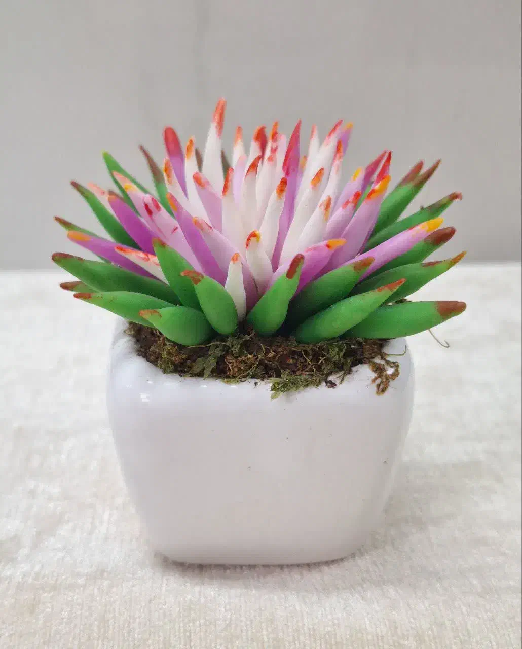 کاکتوس|کلکسیون و سرگرمی|قم, هنرستان|دیوار