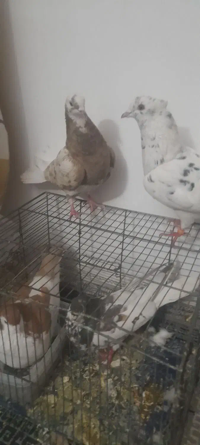 چادری|پرنده|پرند, فاز ۶|دیوار