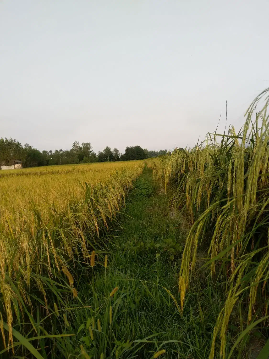 1000 متر مربع زمین مزروعی مکانیزه|فروش زمین و ملک کلنگی|کلاچای, |دیوار