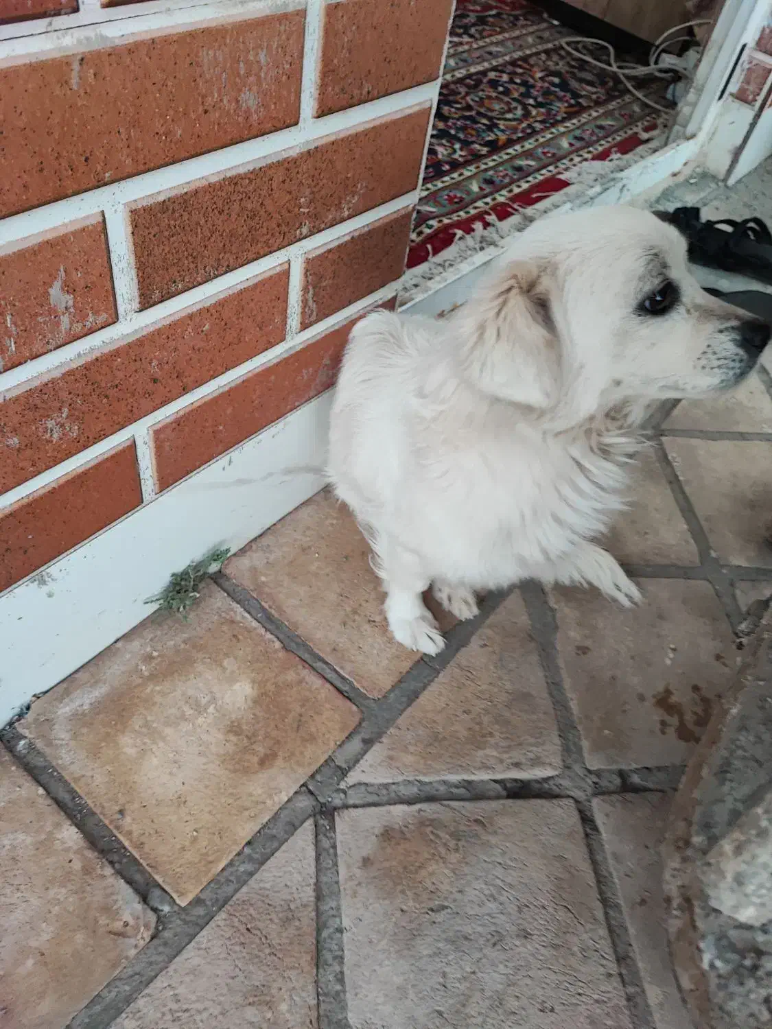 سگ پا کوتاه اشپیتز نر و ماده بازیگوش و شناسنامه ای|سگ|کاشان, خلیج فارس|دیوار