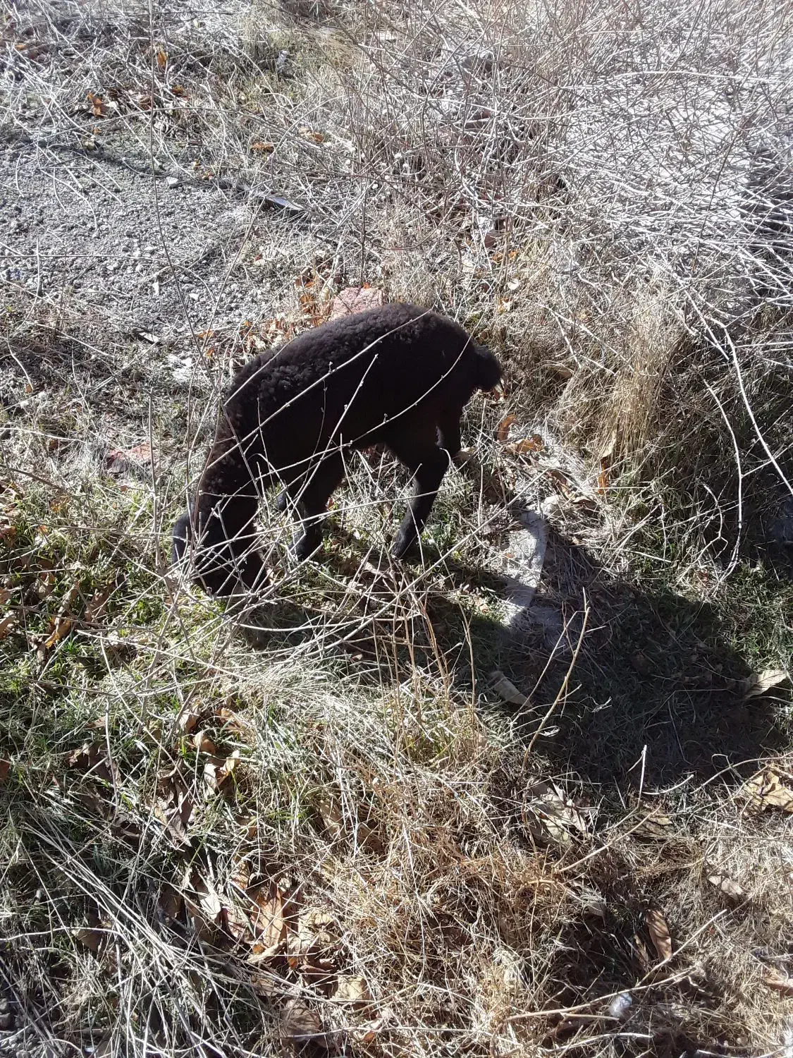 یک عدد بره نر|حیوانات مزرعه|اردبیل, |دیوار