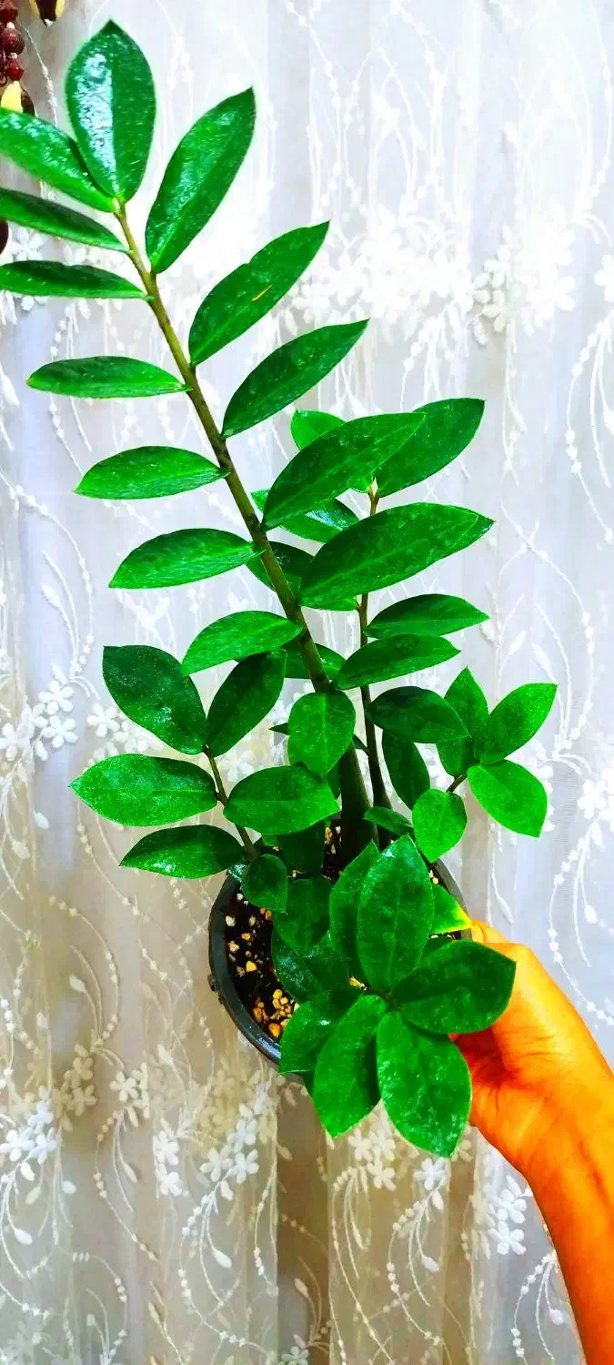 گیاه طبیعی|گل و گیاه طبیعی|خرمشهر, |دیوار