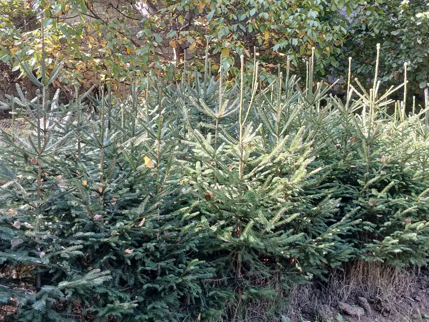 انواع کاج|گل و گیاه طبیعی|کلاردشت, |دیوار