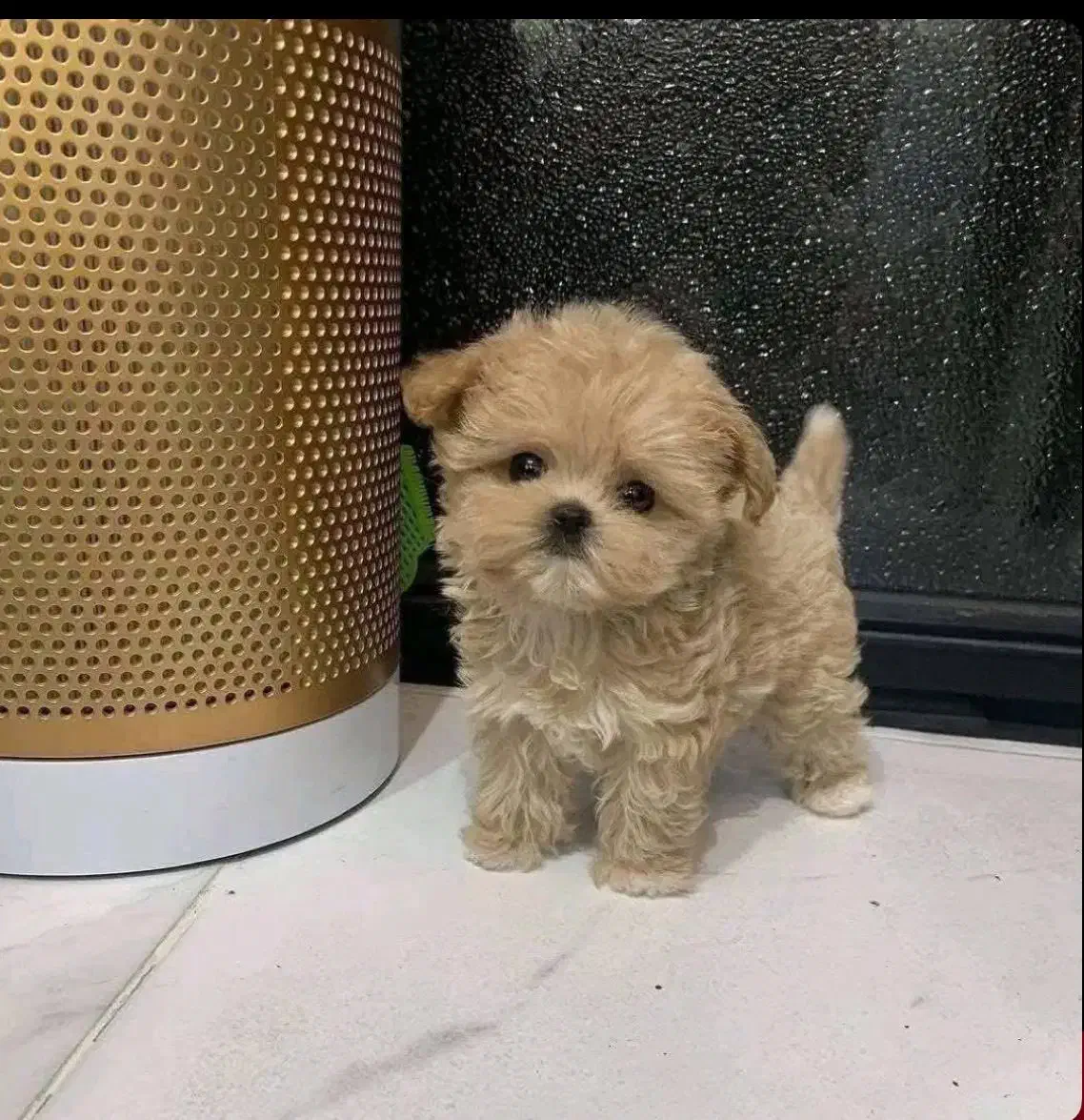 پودل|سگ|تهران, شهرک آزمایش|دیوار