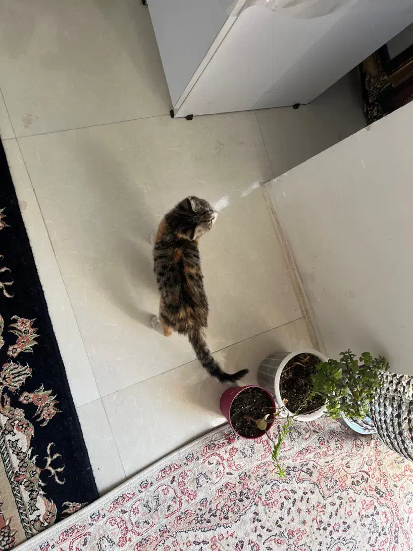 واگذاری بچه گربه|گربه|کرج, حسن آباد|دیوار