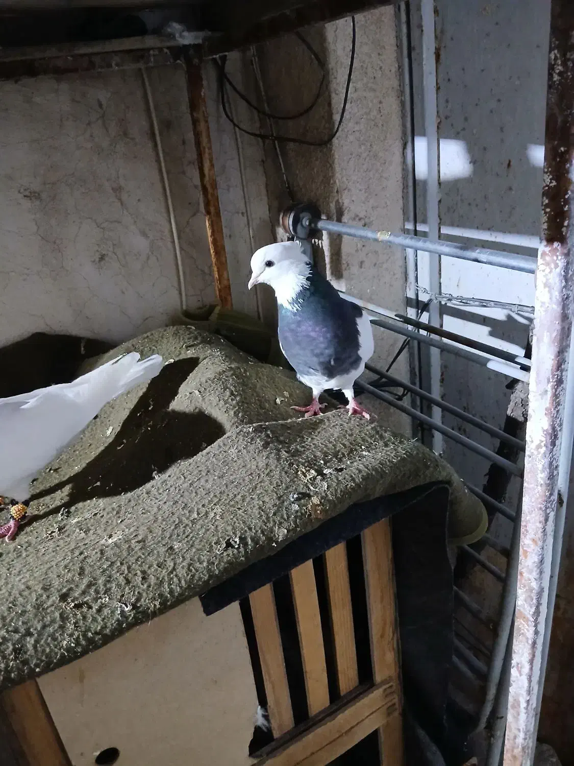 کبوتر طوقی|پرنده|شیراز, تحویلی|دیوار