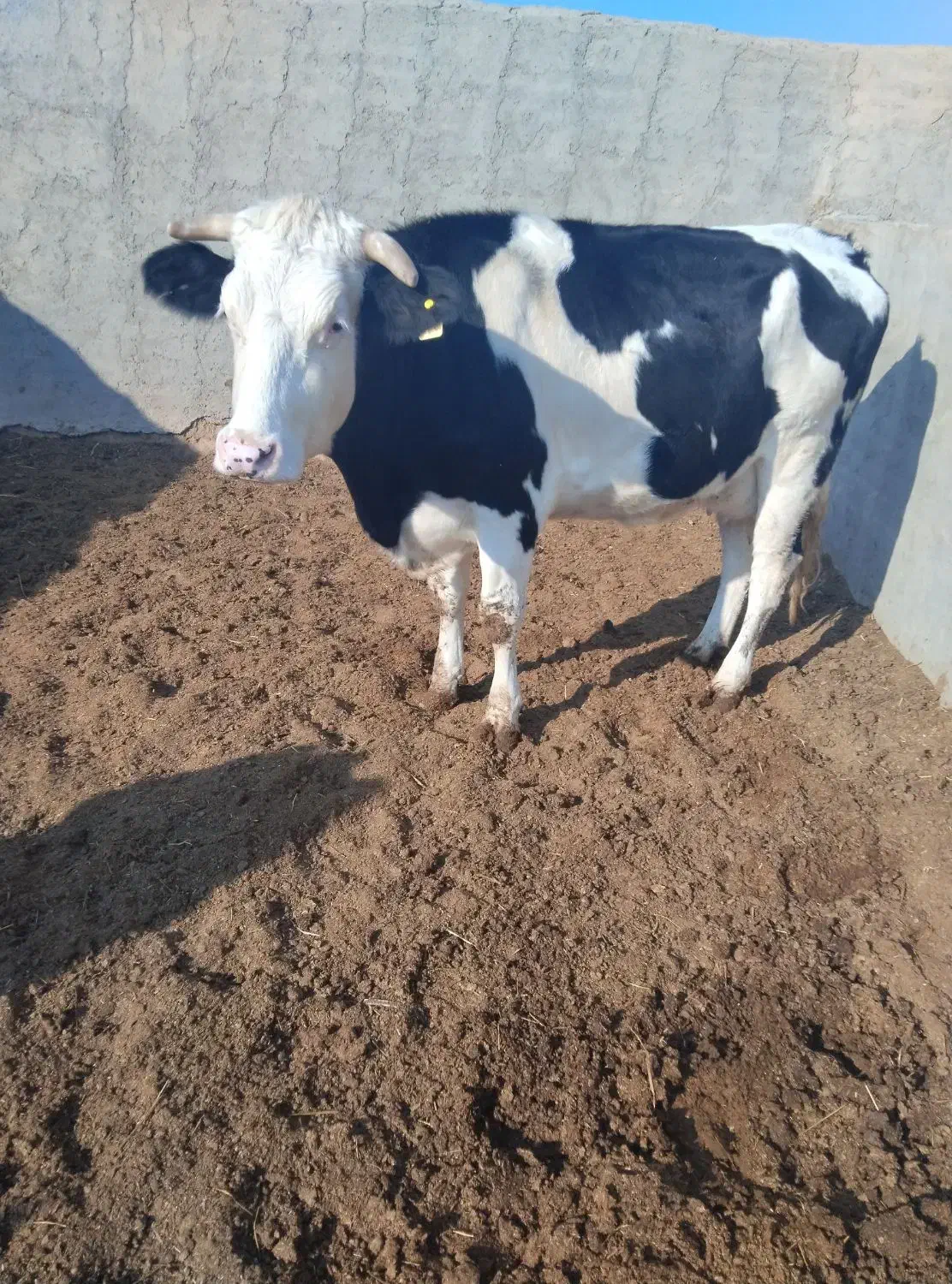 دوراس تلیسه|حیوانات مزرعه|ششطراز, |دیوار