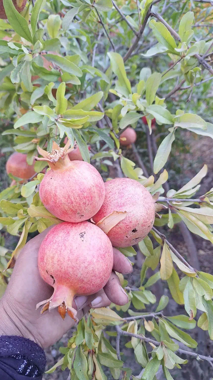 انارخوب وآب داروملس به صورت عمده|خوردنی و آشامیدنی|کلاشی, |دیوار