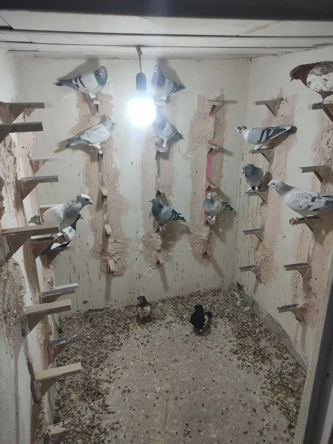 کبوتر|پرنده|چترود, |دیوار