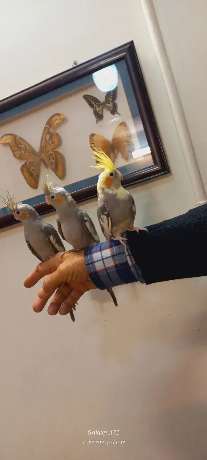 عروس هلندی دستی ابلغ و خاکستری|پرنده|مشهد, شهید قربانی|دیوار