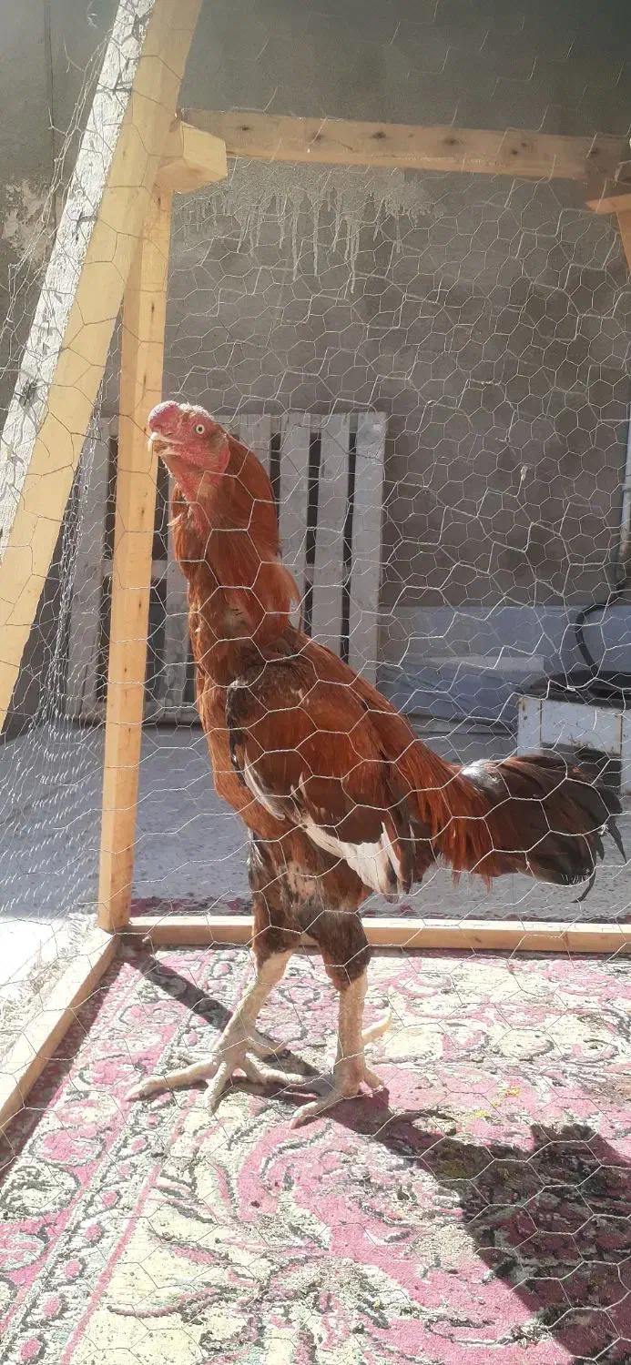 خروس لاری|حیوانات مزرعه|مهریز, |دیوار