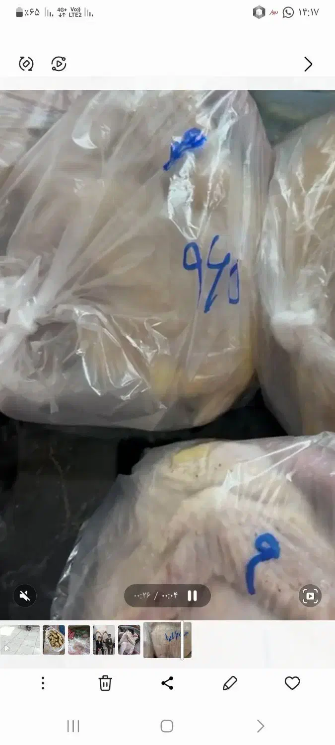 خروس رضوانشهر|حیوانات مزرعه|رضوانشهر, |دیوار