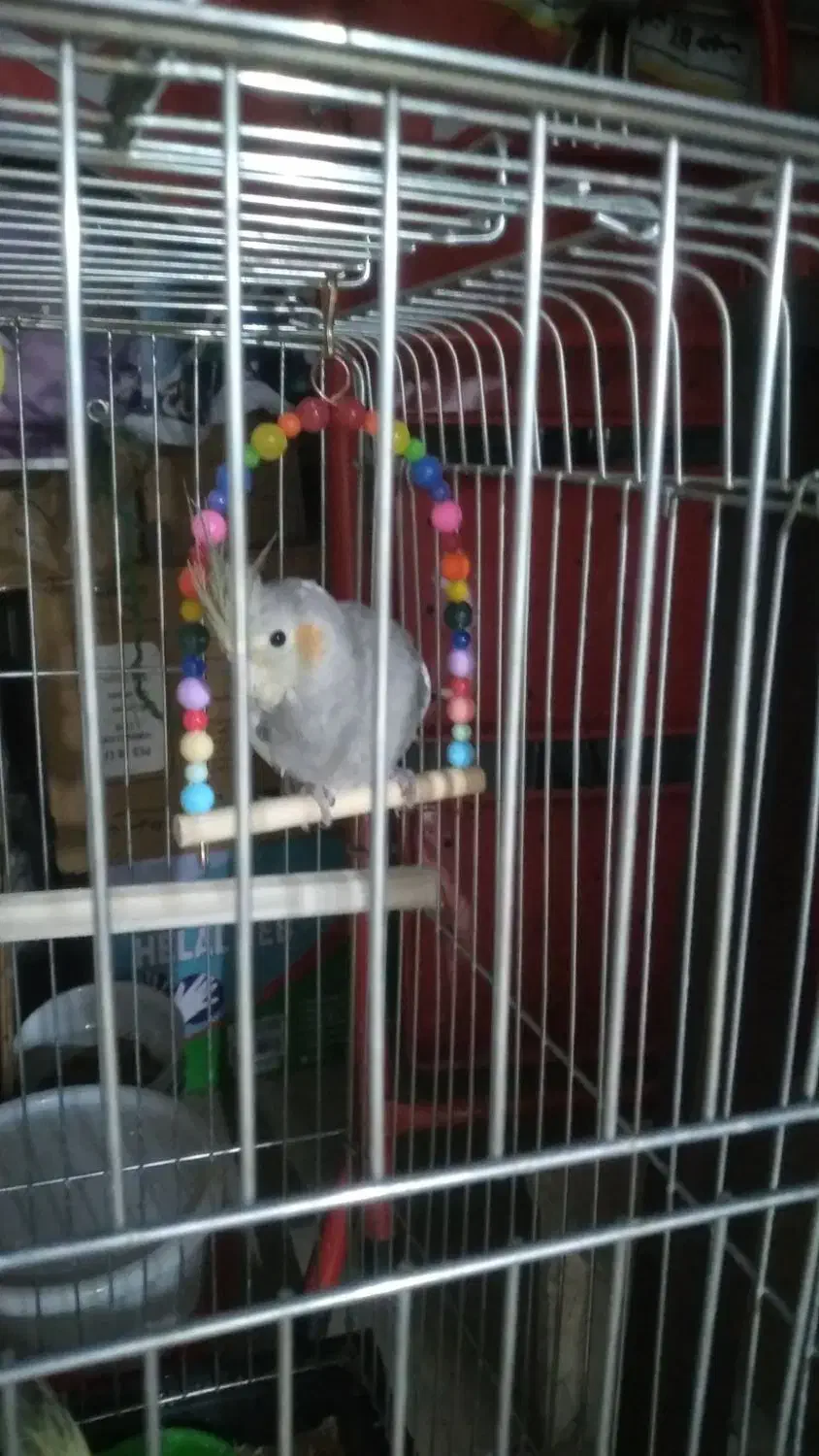 فروش عروس هلندی|پرنده|تهران, جلیلی|دیوار