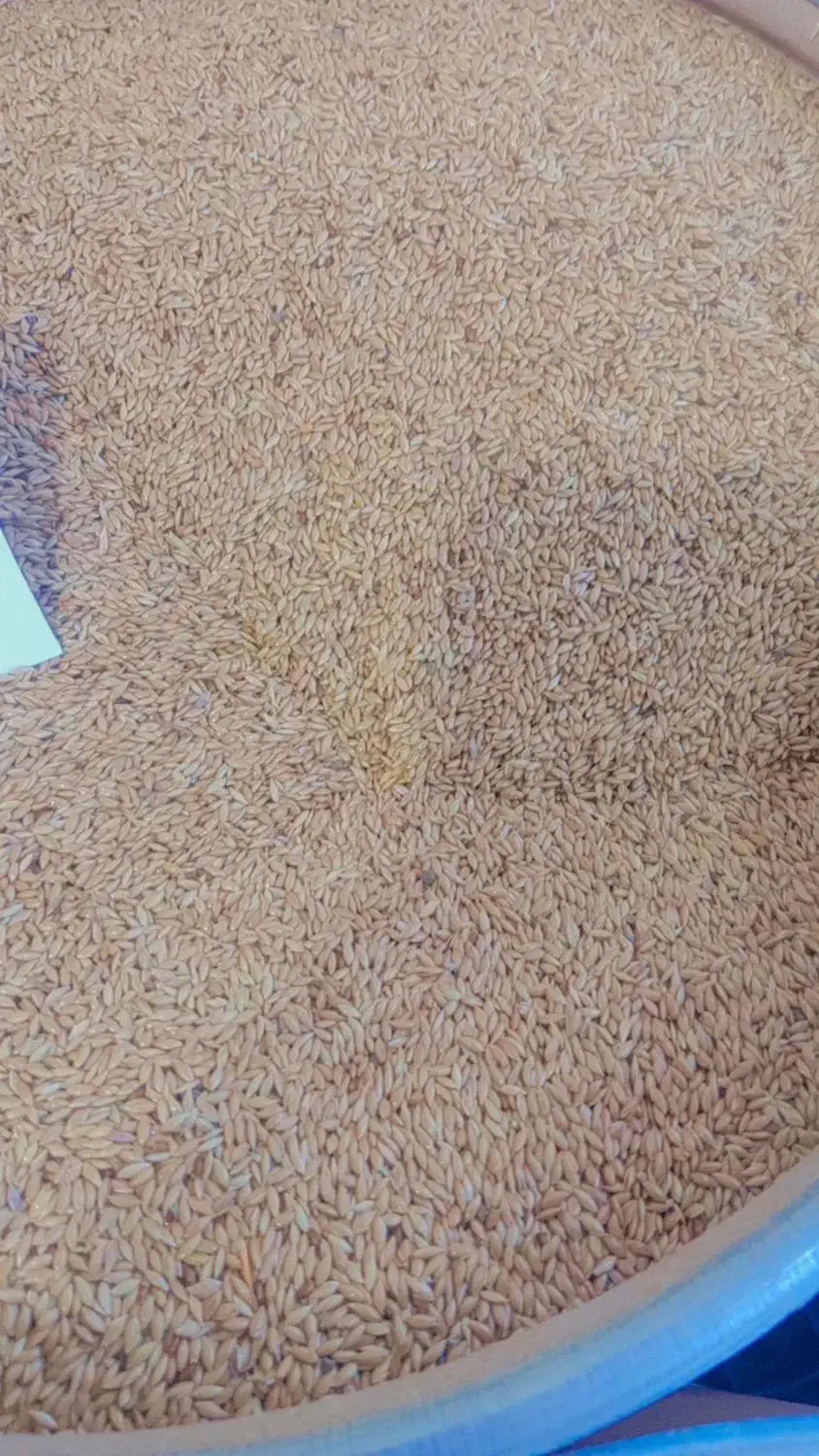 خشکبار|خوردنی و آشامیدنی|تاکستان, |دیوار