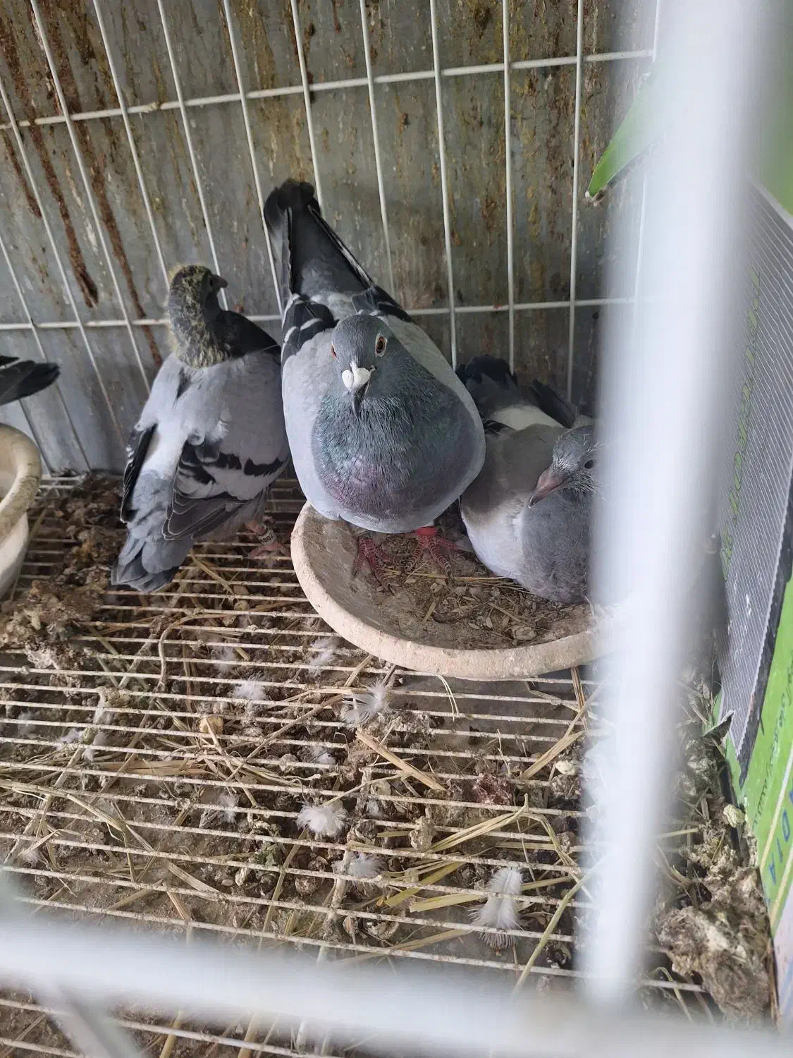 فروش چند جفت کبوتر|پرنده|جره و بالاده, |دیوار