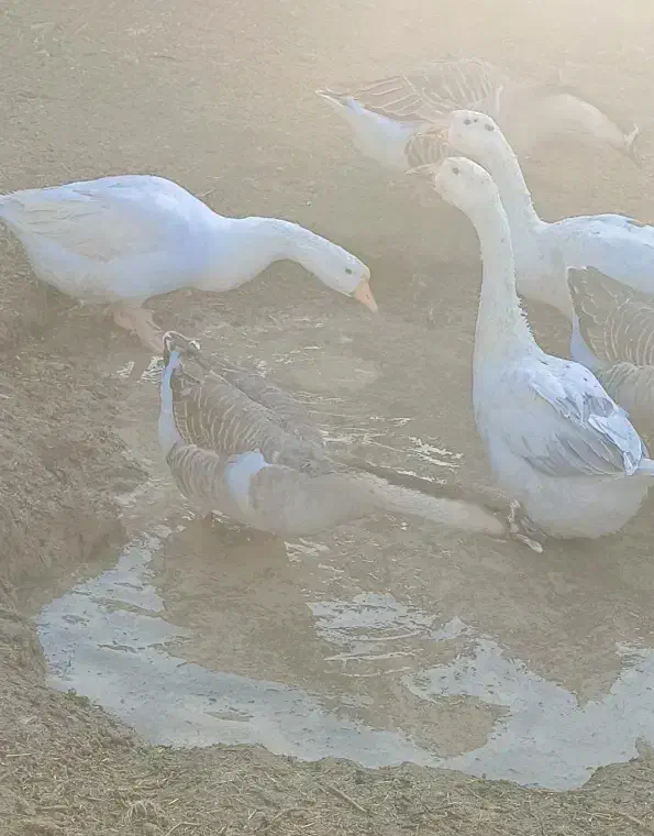 غوقاز|حیوانات مزرعه|زابل, |دیوار