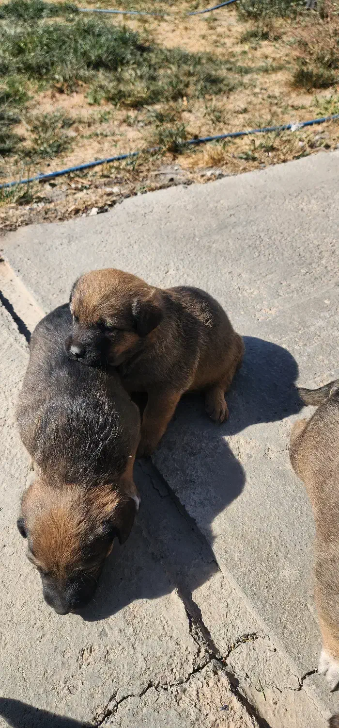 واگذاری توله سگ دو رگه روتوایلر|سگ|صوفیان, |دیوار