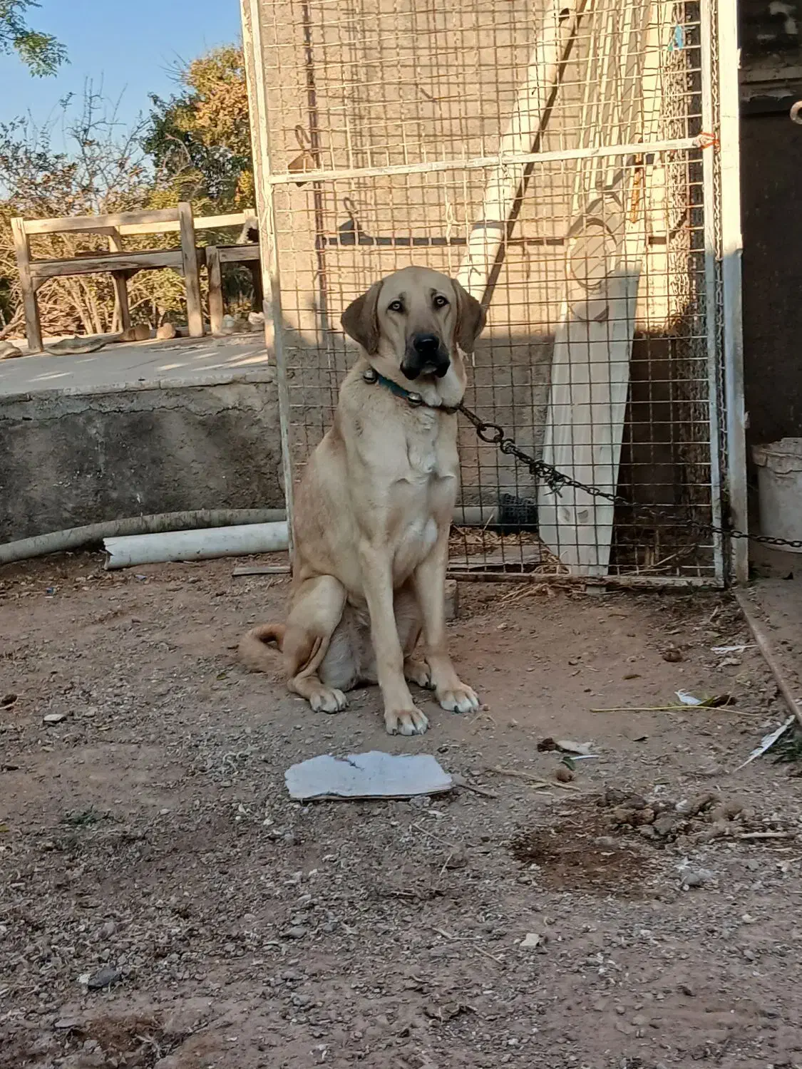 واگذاری ماده پژدر|سگ|قم, دانش|دیوار