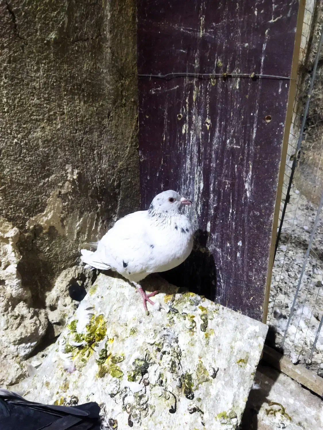 چند تا کفتر خوب معاوظ با قناری نر.سهره. ایر پاد|پرنده|قرچک, مهدیه|دیوار