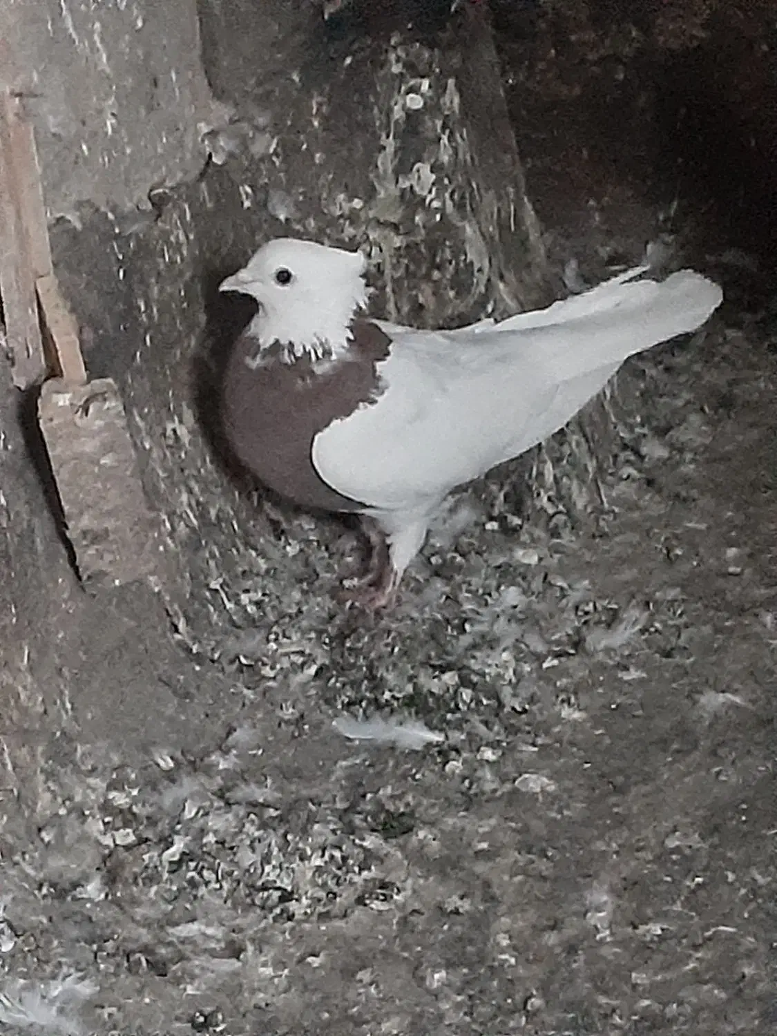 طوقی،سرخ،ماده|پرنده|گلبهار, شهر جدید گلبهار|دیوار