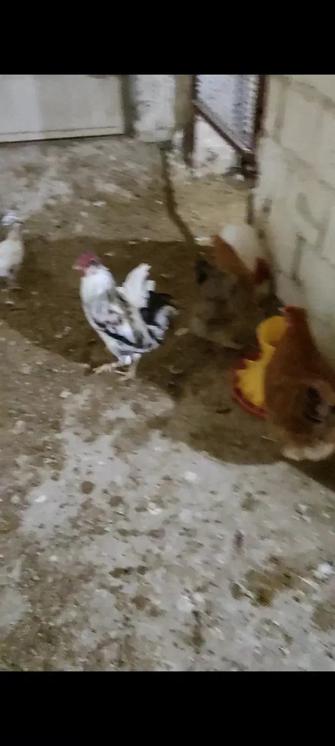 تخم مرغ،جوجه و مرغ و خروس گلین،کبوتر قدیمی|حیوانات مزرعه|نجفآباد, شهدا|دیوار