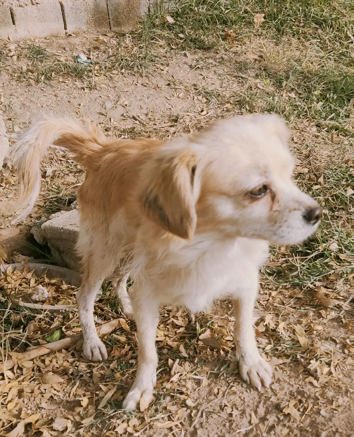 سگ ۶ ماهه|سگ|پاکدشت, پاکدشت (مامازند)|دیوار