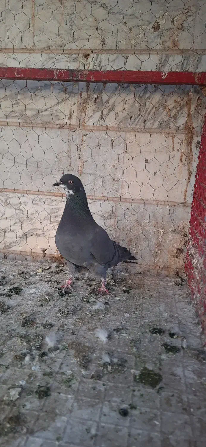 یه جفت تهرانی|پرنده|ابهر, |دیوار