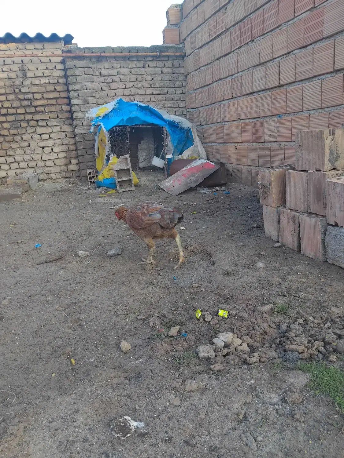 لاری|حیوانات مزرعه|آق قلا, |دیوار