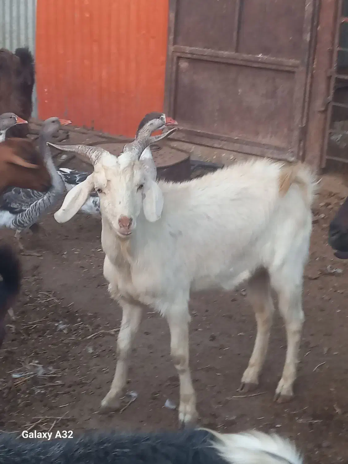 بزغاله سانن|حیوانات مزرعه|آران و بیدگل, |دیوار