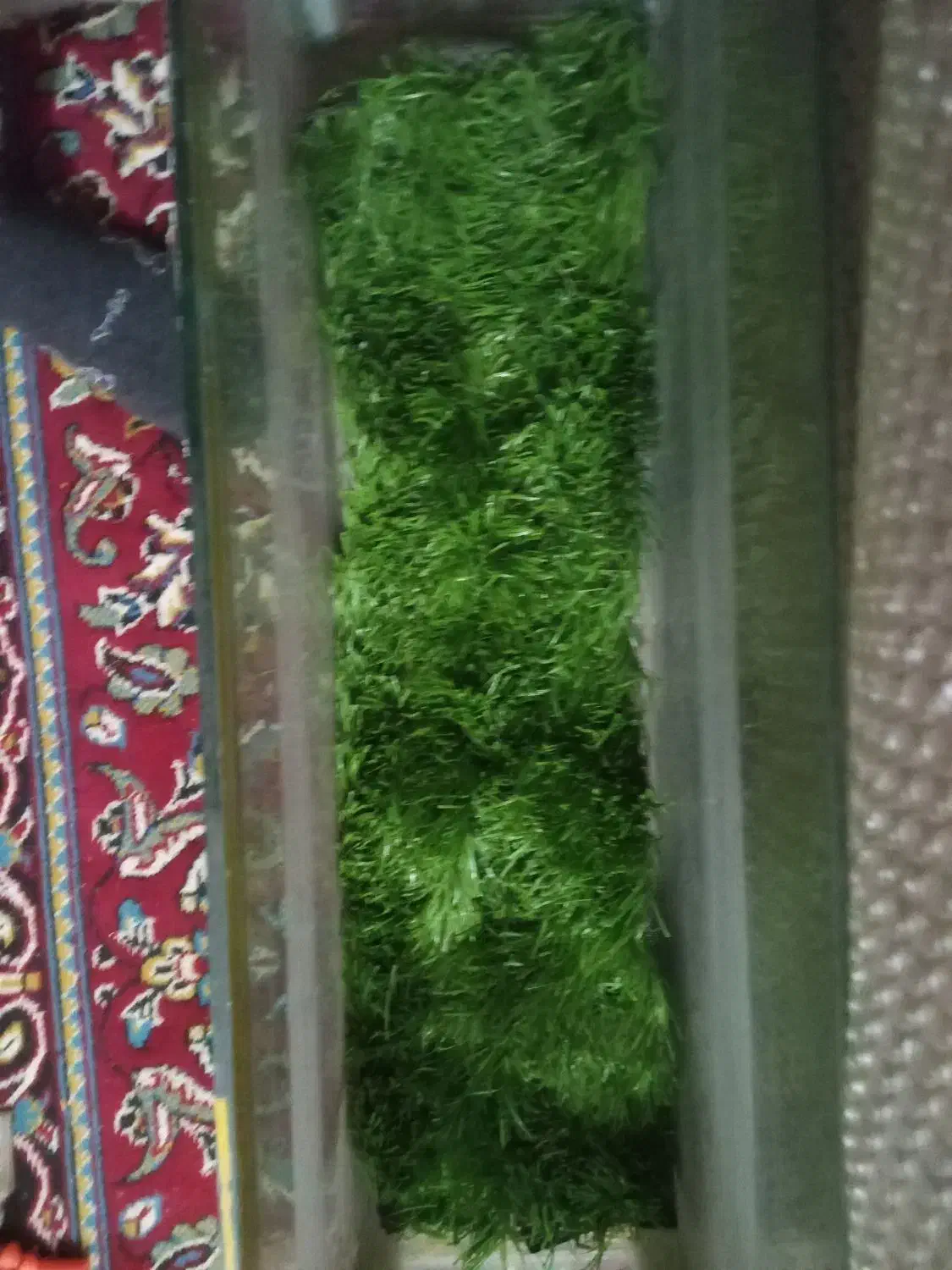 اکواریوم|ماهی|رباط‌کریم, رباط‌کریم|دیوار