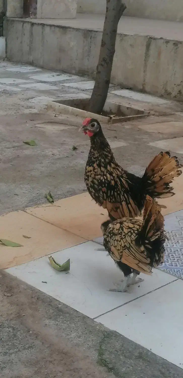 جوجه سبرایت|حیوانات مزرعه|نگین شهر, |دیوار