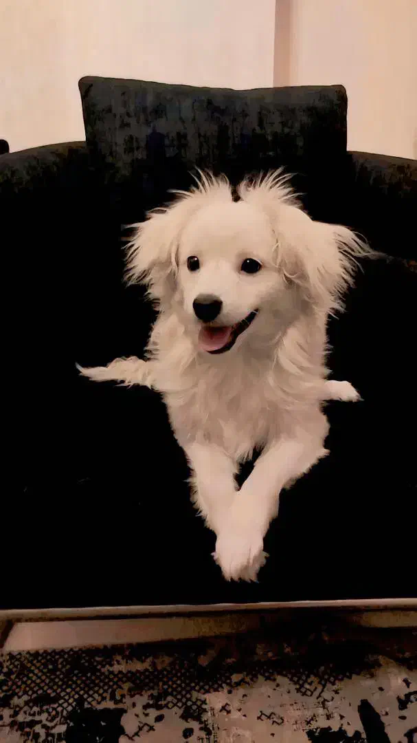 سگ گمشده|حیوانات|پردیس, شهرک صنعتی خرمدشت فاز ۷|دیوار