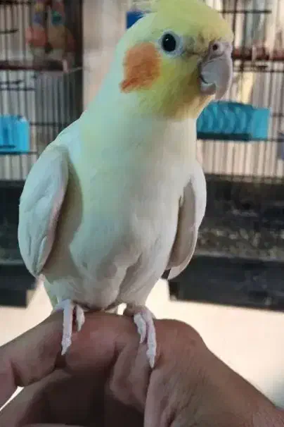 گمشده|حیوانات|خمینی‌شهر, |دیوار