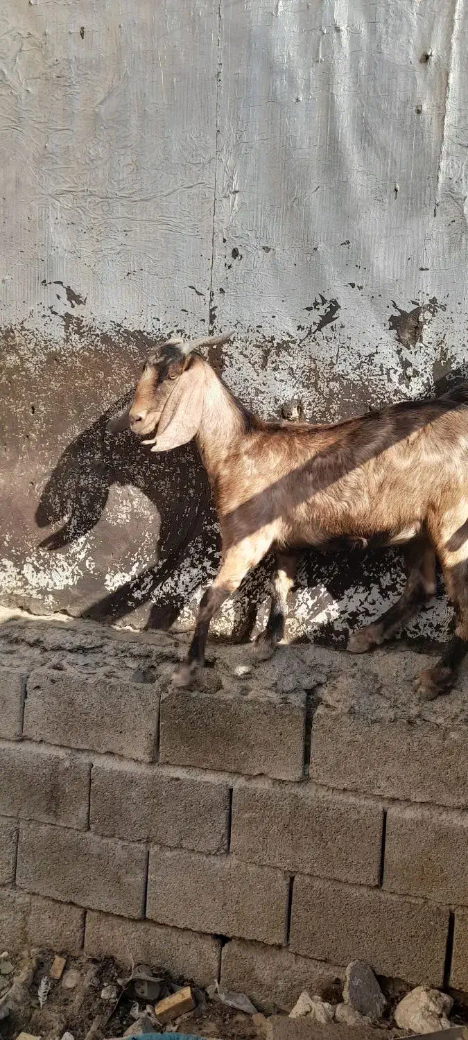 بز ماده|حیوانات مزرعه|بندر ماهشهر, |دیوار