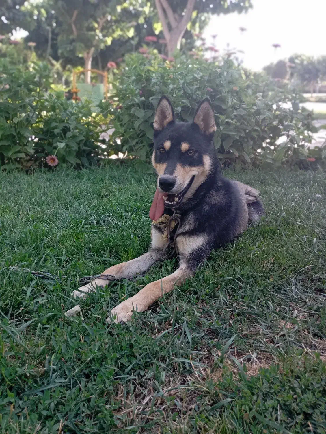 سگ هاسکی ژرمن|سگ|تربت‌حیدریه, پائین ولایت|دیوار