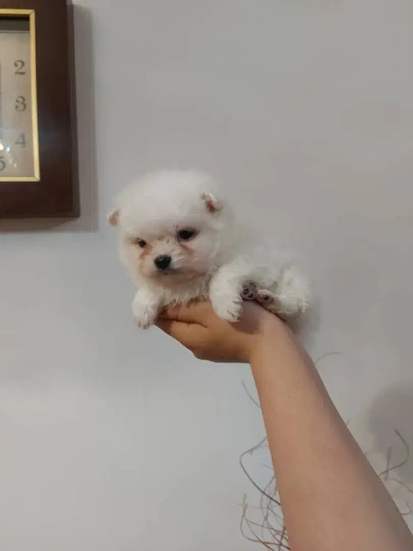 توله پامرانین خرسی از پدر و مادر وارداتی|سگ|محمدشهر, شهرک پیام (مهرالبرز)|دیوار