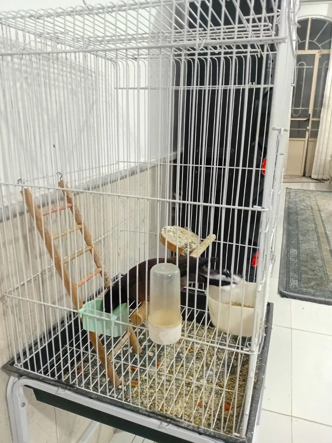 مینا سخنگو با لوازم|پرنده|نیشابور, ده حلاج|دیوار