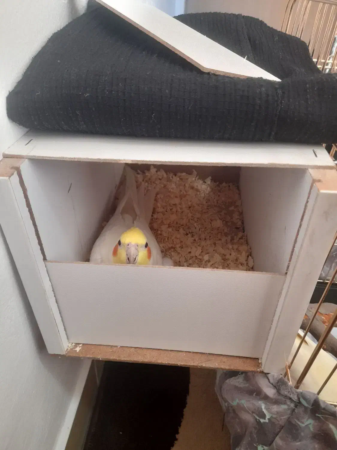 عروس هلندی|پرنده|دلیجان, |دیوار