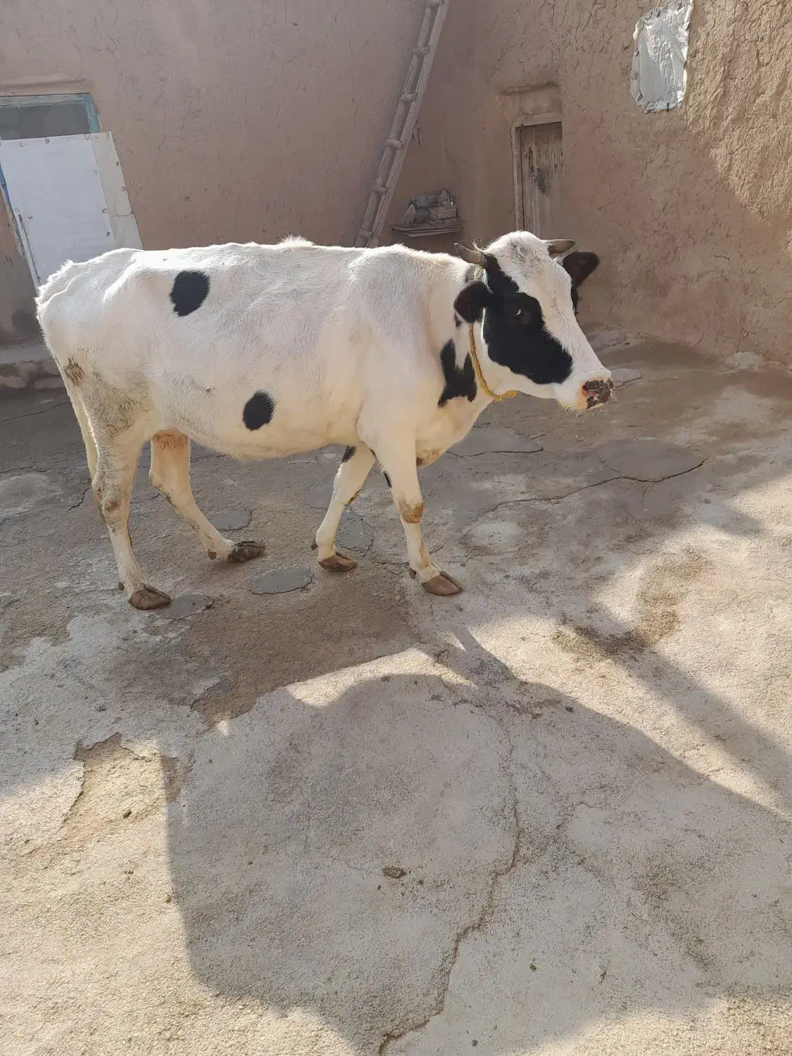 یک راس گاو|حیوانات مزرعه|بیجار, |دیوار