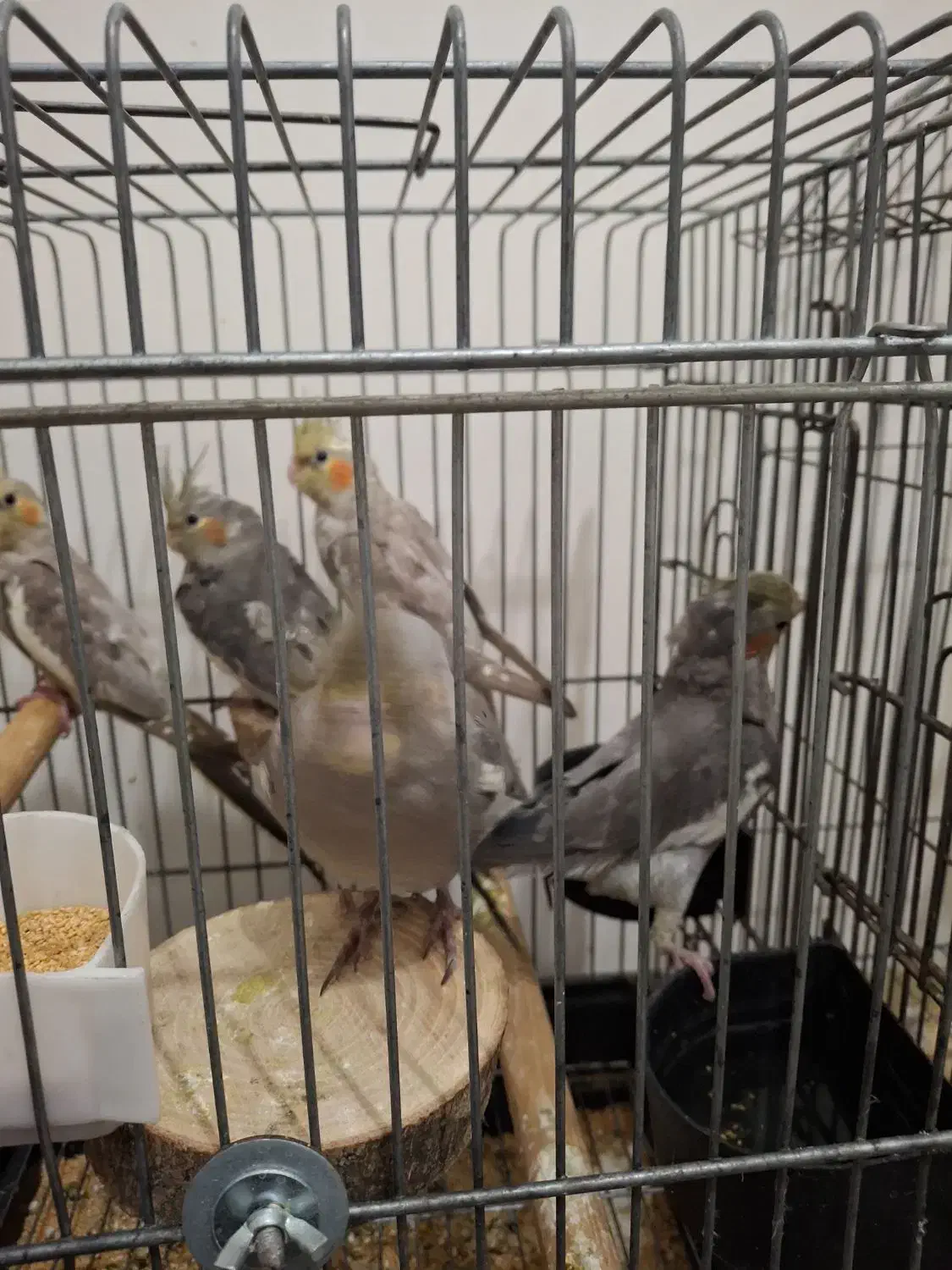 عروس هلندی|پرنده|قرچک, میرزائی شمالی|دیوار