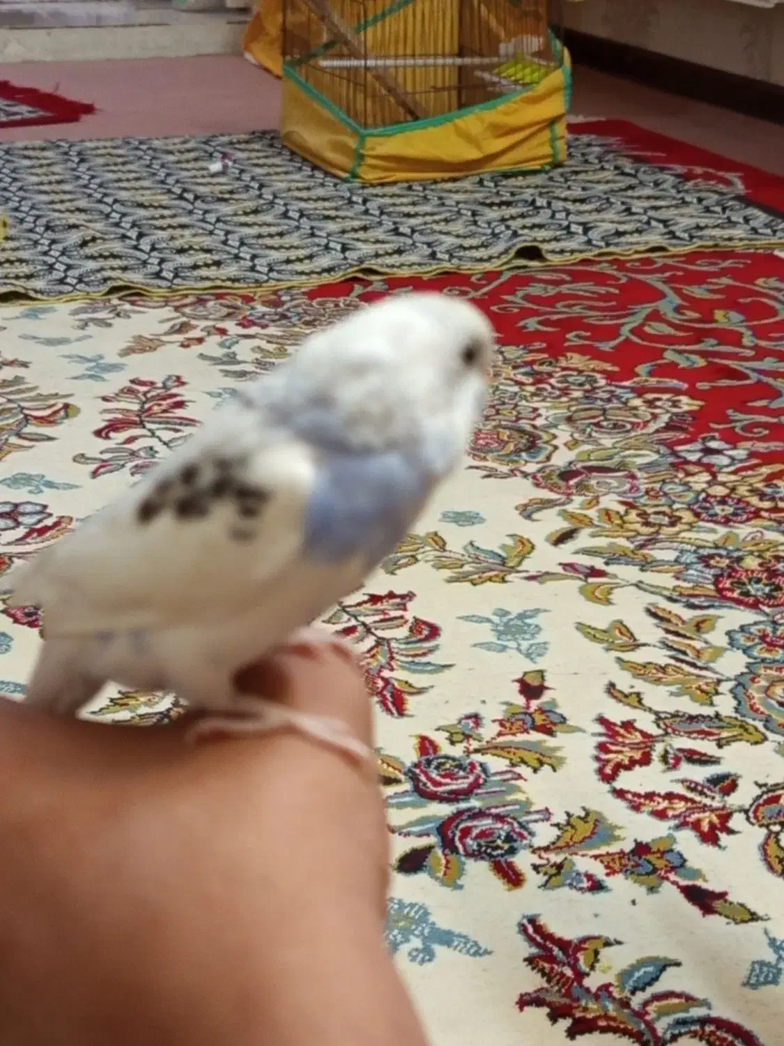 مرغ عشق|پرنده|فولادشهر, مسکن مهر فولادشهر|دیوار