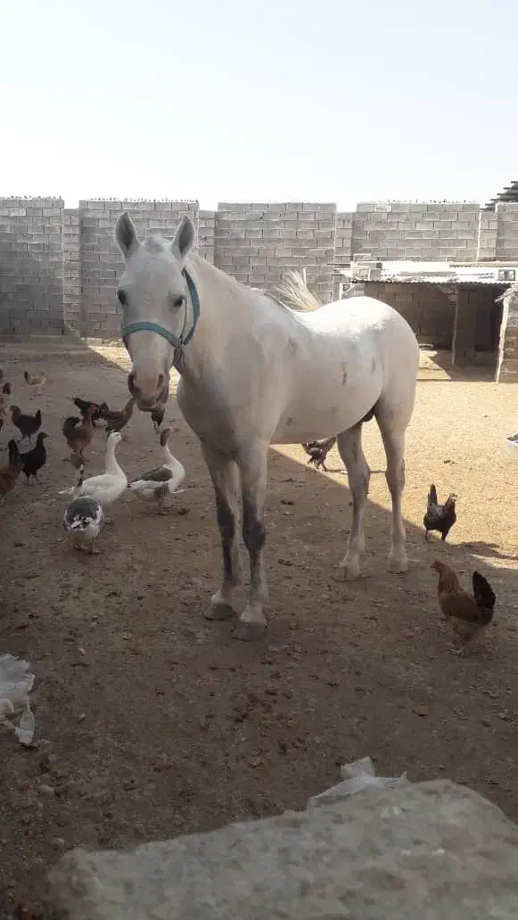 اسب|اسب و تجهیزات اسبسواری|بهبهان, |دیوار