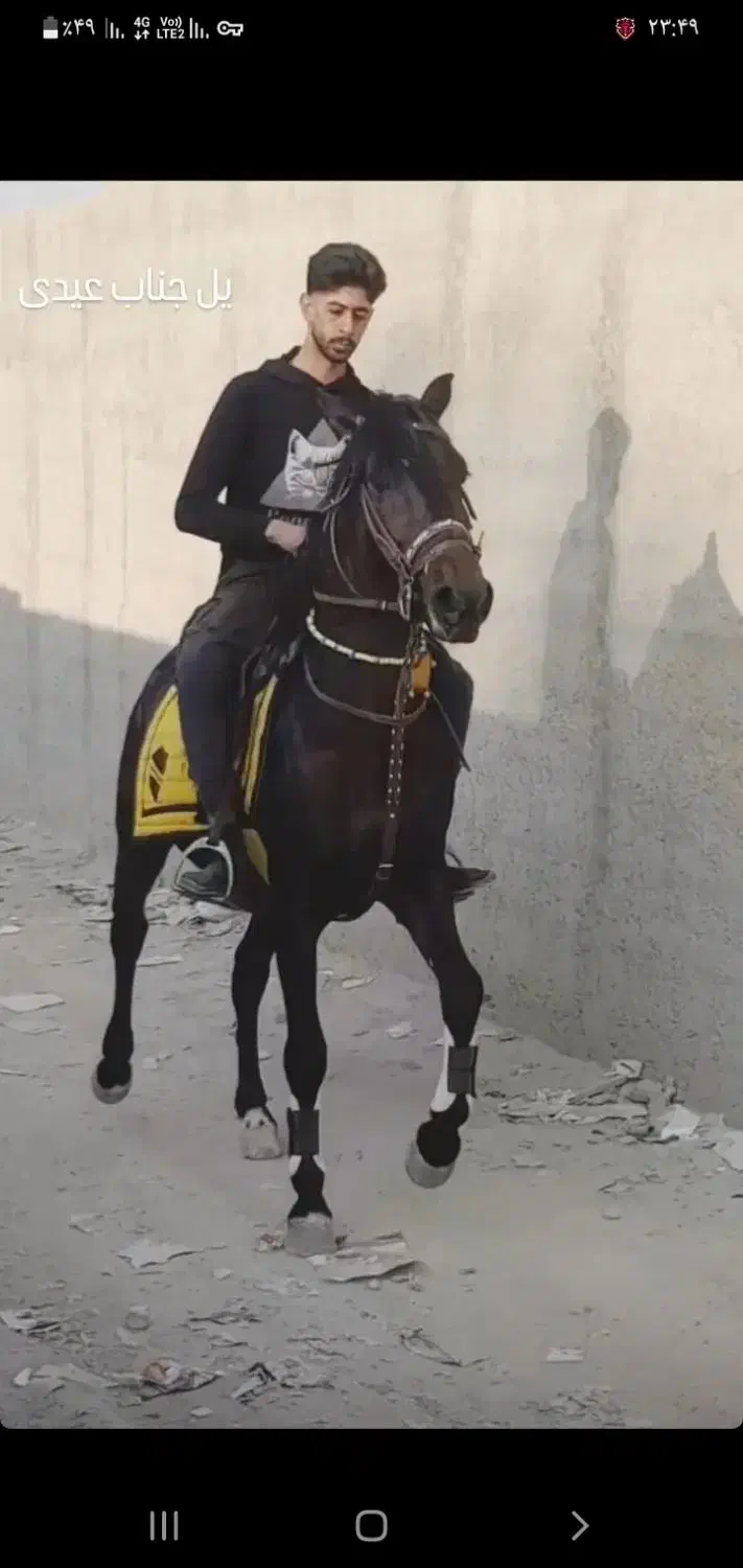 نریون کره کیوان|اسب و تجهیزات اسبسواری|اصفهان, شهرک امام خمینی|دیوار