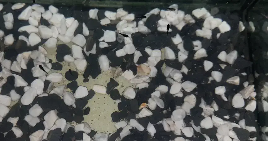 بچه مولی و گوپی|ماهی|تهران, جمال‌زاده|دیوار