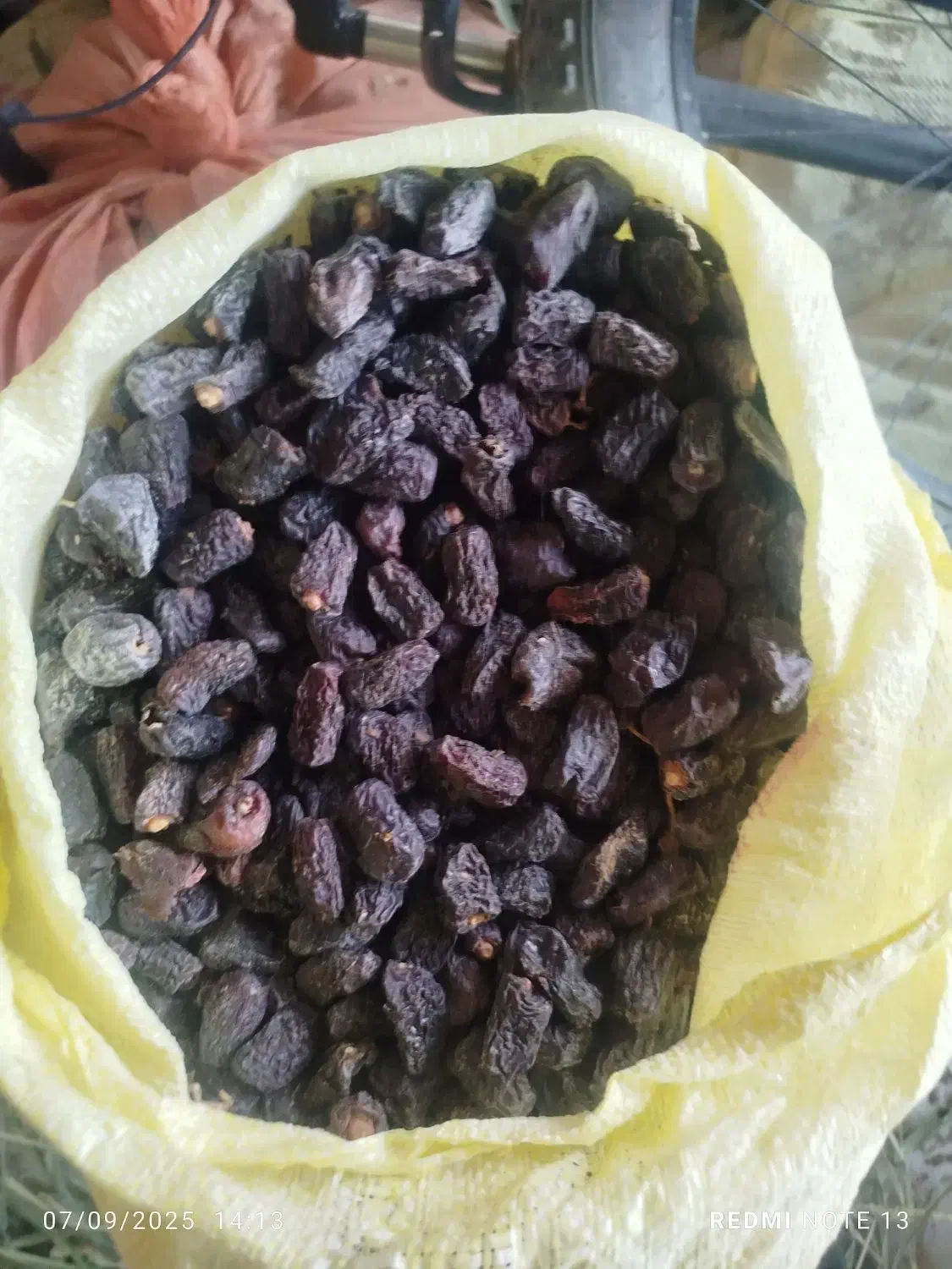 خرید ضایعات خرما.لر پون بالاترین قیمت|خدمات پیشه و مهارت|سراوان, |دیوار